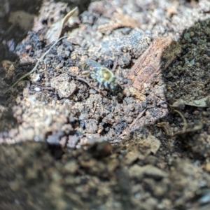 Leioproctus (Leioproctus) amabilis at Holder, ACT - 1 Nov 2023