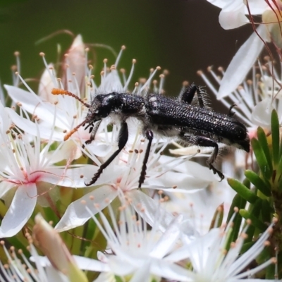 Eleale simplex (Clerid beetle) at Beechworth, VIC - 28 Oct 2023 by KylieWaldon