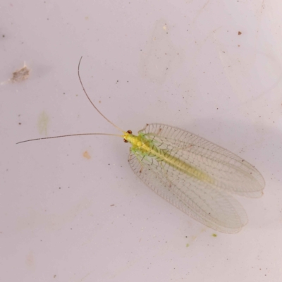 Nothancyla verreauxi (A Green Lacewing (with wide wings)) at Bruce Ridge - 30 Oct 2023 by ConBoekel