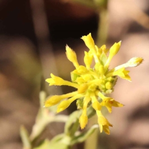 Pimelea curviflora at Bruce, ACT - 31 Oct 2023