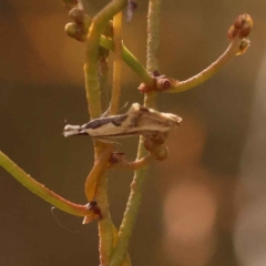 Thema macroscia (A concealer moth) at Bruce, ACT - 31 Oct 2023 by ConBoekel