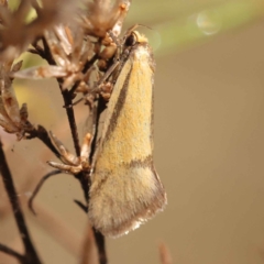 Philobota undescribed species near arabella (A concealer moth) at Bruce Ridge - 30 Oct 2023 by ConBoekel