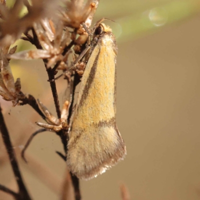 Philobota undescribed species near arabella (A concealer moth) at Bruce Ridge - 30 Oct 2023 by ConBoekel