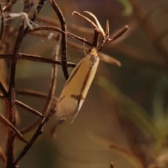 Philobota undescribed species near arabella at Bruce, ACT - 31 Oct 2023