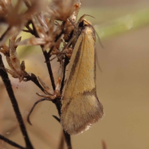 Philobota undescribed species near arabella at Bruce, ACT - 31 Oct 2023 08:55 AM