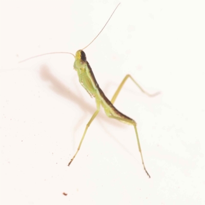 Mantidae (family) (Egg case of praying mantis) at Bruce Ridge to Gossan Hill - 30 Oct 2023 by ConBoekel