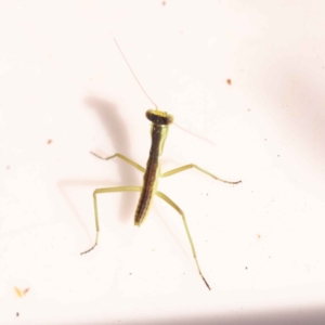 Mantodea (order) at Bruce, ACT - 31 Oct 2023