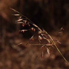 Rytidosperma pallidum (Red-anther Wallaby Grass) at Bruce, ACT - 31 Oct 2023 by ConBoekel