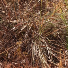 Rytidosperma pallidum at Bruce, ACT - 31 Oct 2023 09:09 AM