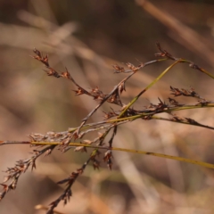 Lepidosperma laterale (Variable Sword Sedge) at Bruce, ACT - 31 Oct 2023 by ConBoekel