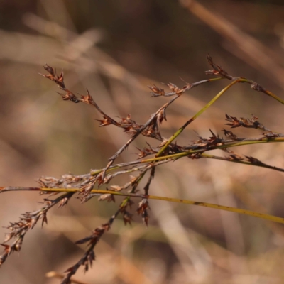 Lepidosperma laterale (Variable Sword Sedge) at Bruce Ridge to Gossan Hill - 30 Oct 2023 by ConBoekel