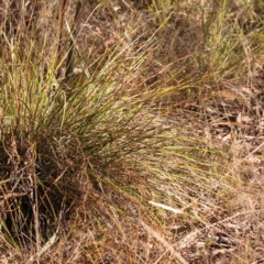 Lepidosperma laterale at Bruce, ACT - 31 Oct 2023