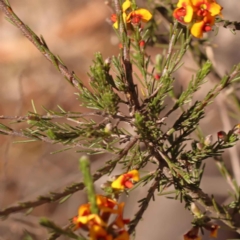 Dillwynia sericea (Egg And Bacon Peas) at Bruce Ridge - 30 Oct 2023 by ConBoekel