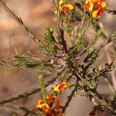 Dillwynia sericea (Egg And Bacon Peas) at Bruce Ridge - 30 Oct 2023 by ConBoekel