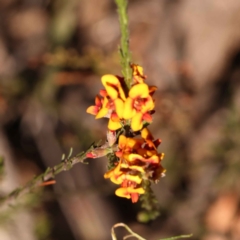 Dillwynia sericea at Bruce, ACT - 31 Oct 2023 08:52 AM