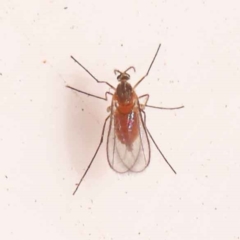 Unidentified Crane fly, midge, mosquito or gnat (several families) at Bruce, ACT - 30 Oct 2023 by ConBoekel