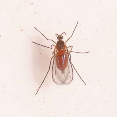 Unidentified Crane fly, midge, mosquito or gnat (several families) at Bruce, ACT - 30 Oct 2023 by ConBoekel