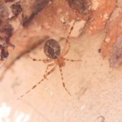 Cryptachaea veruculata (Diamondback comb-footed spider) at Bruce Ridge - 30 Oct 2023 by ConBoekel