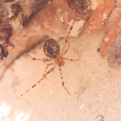 Cryptachaea veruculata (Diamondback comb-footed spider) at Bruce Ridge - 30 Oct 2023 by ConBoekel