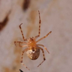 Cryptachaea veruculata at Bruce, ACT - 31 Oct 2023