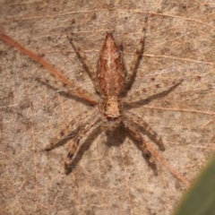 Helpis minitabunda (Threatening jumping spider) at Bruce Ridge - 30 Oct 2023 by ConBoekel
