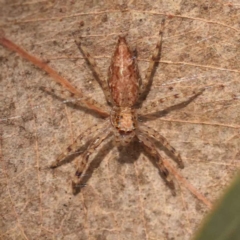 Helpis minitabunda (Threatening jumping spider) at Bruce, ACT - 31 Oct 2023 by ConBoekel