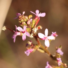 Stylidium graminifolium (grass triggerplant) at Bruce, ACT - 31 Oct 2023 by ConBoekel