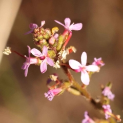 Stylidium graminifolium (Grass Triggerplant) at Bruce Ridge to Gossan Hill - 30 Oct 2023 by ConBoekel