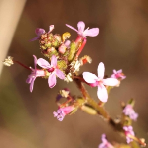 Stylidium graminifolium at Bruce, ACT - 31 Oct 2023