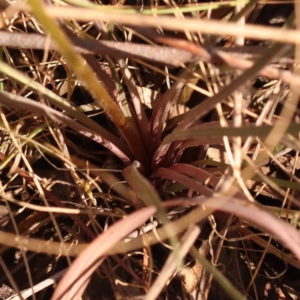 Stylidium graminifolium at Bruce, ACT - 31 Oct 2023