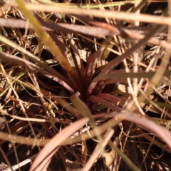 Stylidium graminifolium at Bruce, ACT - 31 Oct 2023