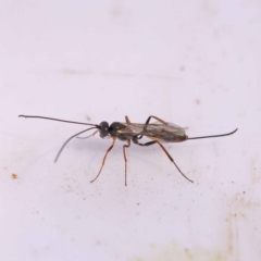 Unverified Wasp (Hymenoptera, Apocrita) at Bruce, ACT - 31 Oct 2023 by ConBoekel