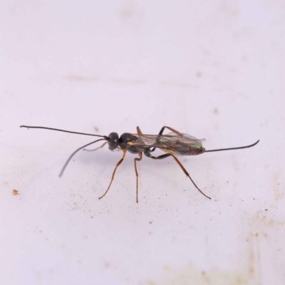 Unidentified Wasp (Hymenoptera, Apocrita) at Bruce, ACT - 30 Oct 2023 by ConBoekel