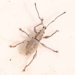 Polyphrades paganus (A weevil) at Bruce, ACT - 31 Oct 2023 by ConBoekel