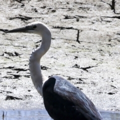 Ardea pacifica (White-necked Heron) at Bredbo, NSW - 31 Oct 2023 by AlisonMilton