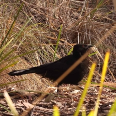 Corcorax melanorhamphos (White-winged Chough) at Bruce, ACT - 31 Oct 2023 by ConBoekel