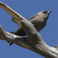 Artamus cyanopterus cyanopterus (Dusky Woodswallow) at Bredbo, NSW - 31 Oct 2023 by AlisonMilton