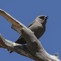 Artamus cyanopterus at Bredbo, NSW - 31 Oct 2023