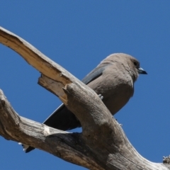 Artamus cyanopterus at Bredbo, NSW - 31 Oct 2023