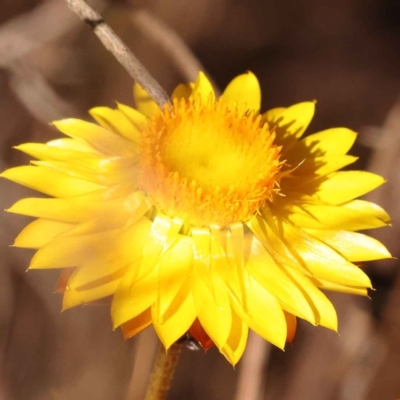 Xerochrysum viscosum (Sticky Everlasting) at Bruce Ridge to Gossan Hill - 30 Oct 2023 by ConBoekel