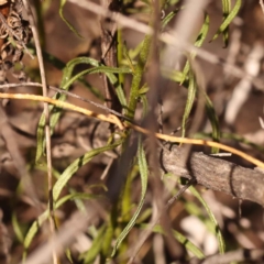 Xerochrysum viscosum at Bruce, ACT - 31 Oct 2023