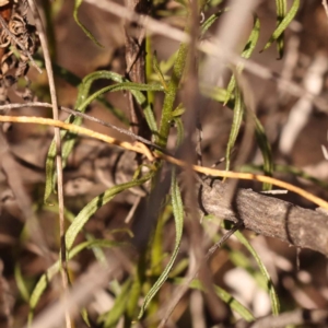 Xerochrysum viscosum at Bruce, ACT - 31 Oct 2023