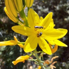 Lasioglossum (Homalictus) sphecodoides (Furrow Bee) at Watson, ACT - 1 Nov 2023 by abread111