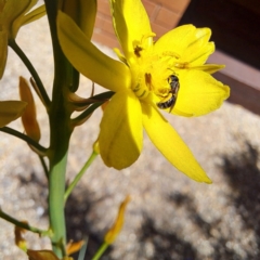 Lasioglossum (Homalictus) sphecodoides at Watson, ACT - 1 Nov 2023