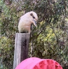 Dacelo novaeguineae (Laughing Kookaburra) at Cameron Park, NSW - 1 Nov 2023 by bigdook