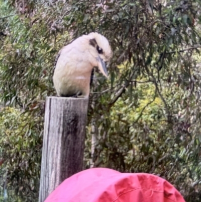 Dacelo novaeguineae (Laughing Kookaburra) at Cameron Park, NSW - 1 Nov 2023 by bigdook