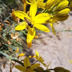 Simosyrphus grandicornis at Watson, ACT - 1 Nov 2023