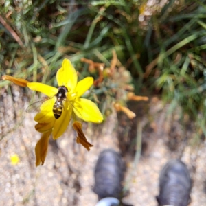 Simosyrphus grandicornis at Watson, ACT - 1 Nov 2023 11:23 AM