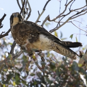 Falco berigora at Bredbo, NSW - 31 Oct 2023 01:28 PM