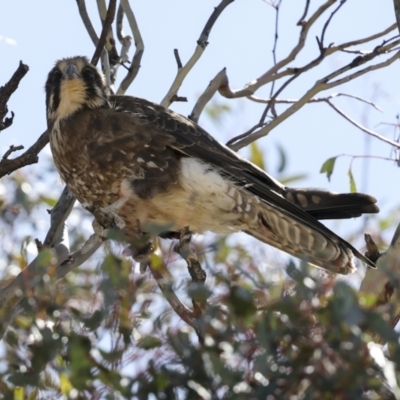 Falco berigora (Brown Falcon) at Bredbo, NSW - 31 Oct 2023 by AlisonMilton
